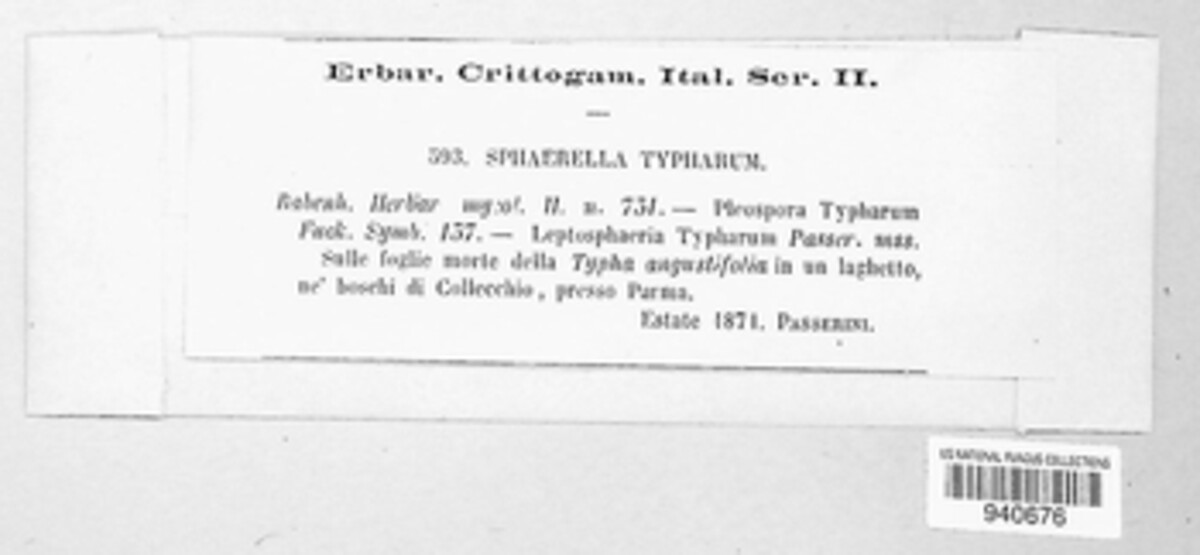 Typhicola typharum image